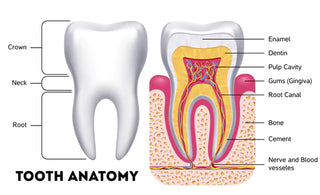 Understanding Teeth Structure